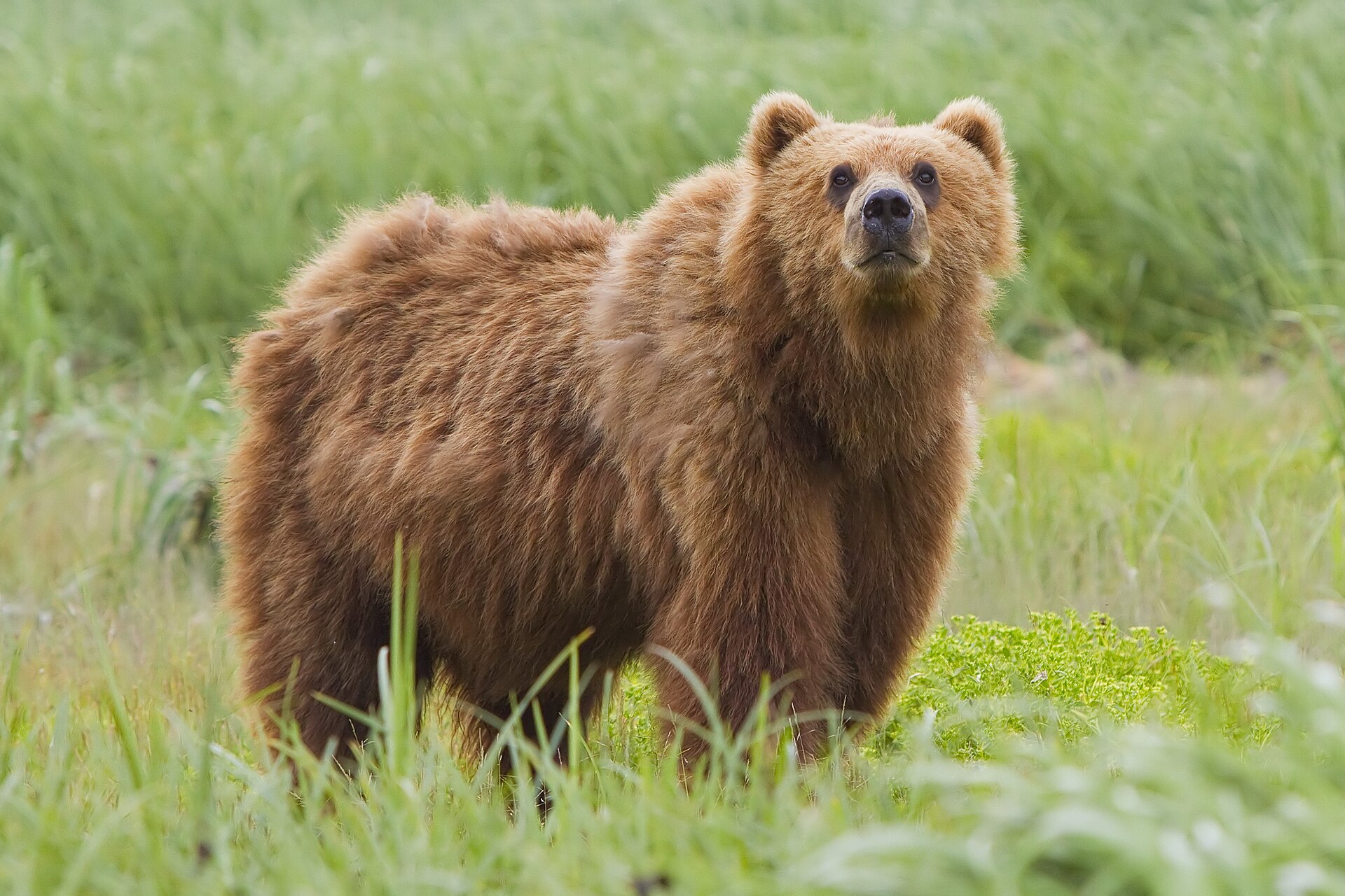 A bear